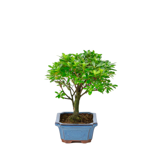 Rhododendron indicum broom shape blue pot 18cm, height ~36cm