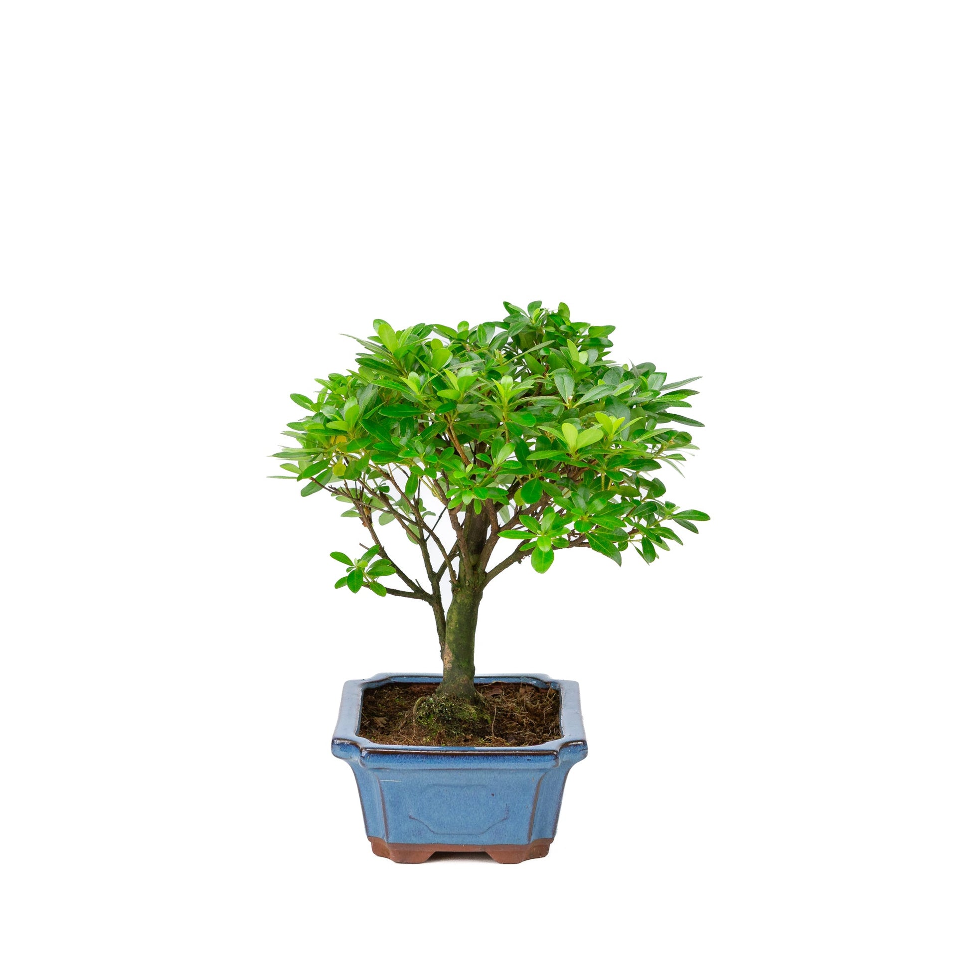 bonsai tree amazon uk Rhododendron indicum broom shape blue pot 18cm, height ~36cm – Bonsai Shop