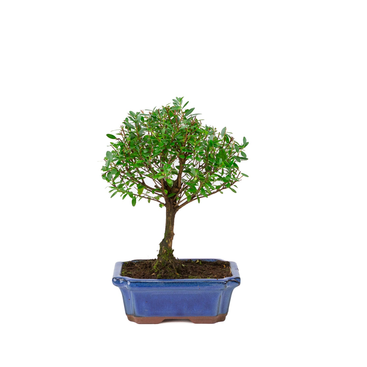 Syzygium buxifolium blue pot 19cm, height ~30cm