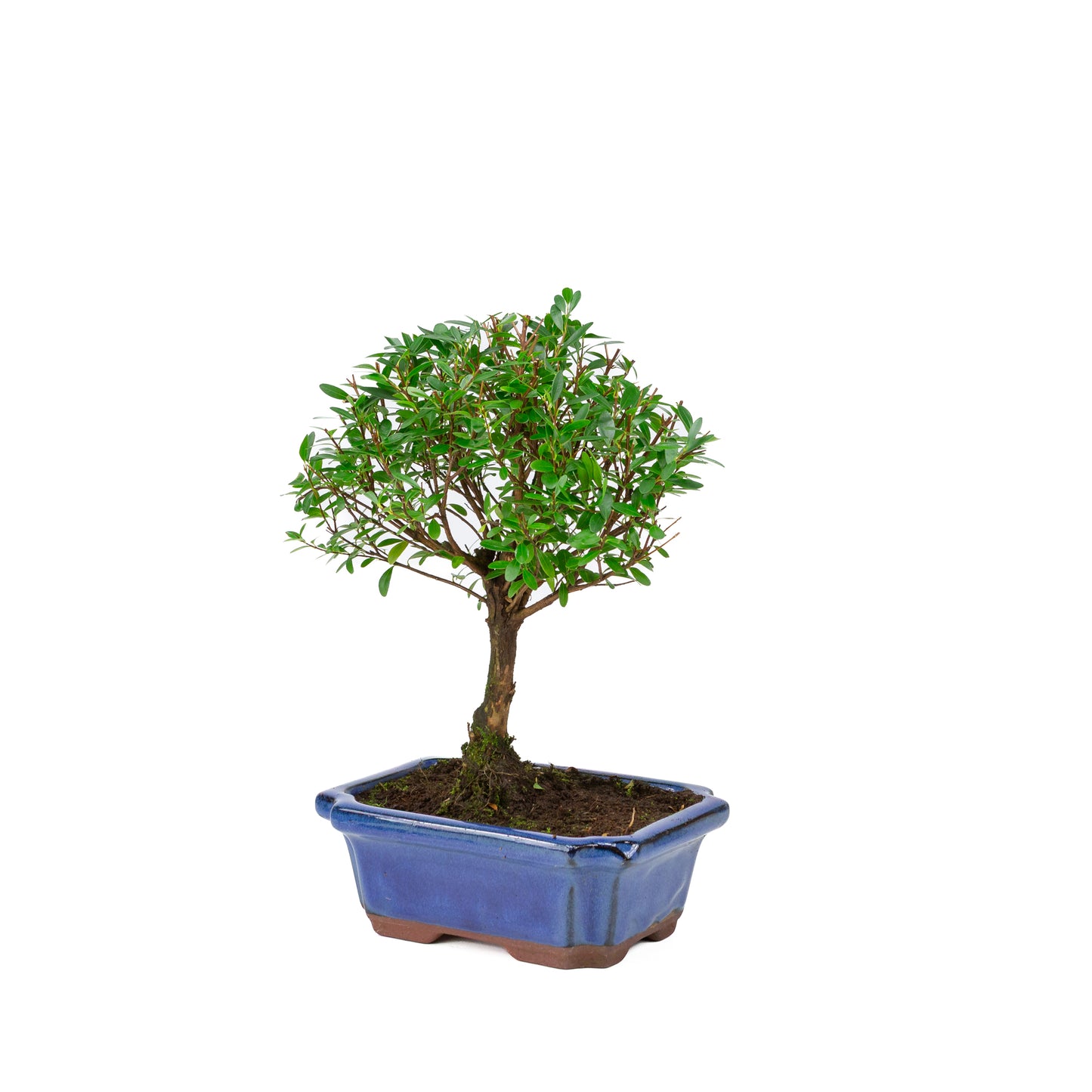 Syzygium buxifolium blue pot 19cm, height ~30cm