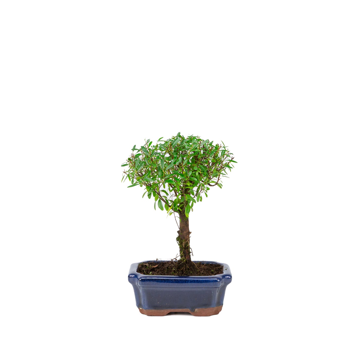 Syzygium buxifolium blue pot 15 cm, height ~25 cm
