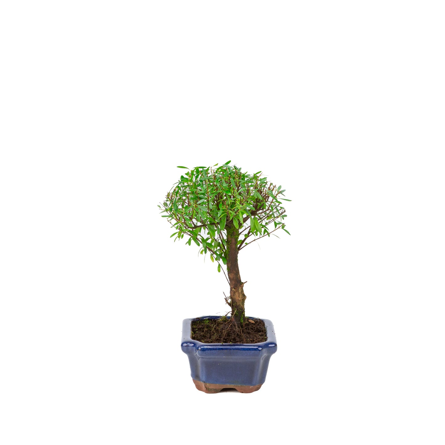 Syzygium buxifolium blue pot 15 cm, height ~25 cm