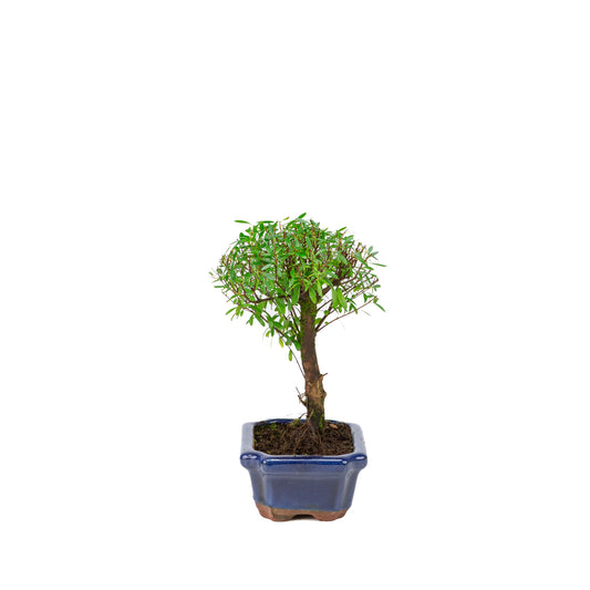 Syzygium buxifolium blue pot 15 cm, height ~25 cm
