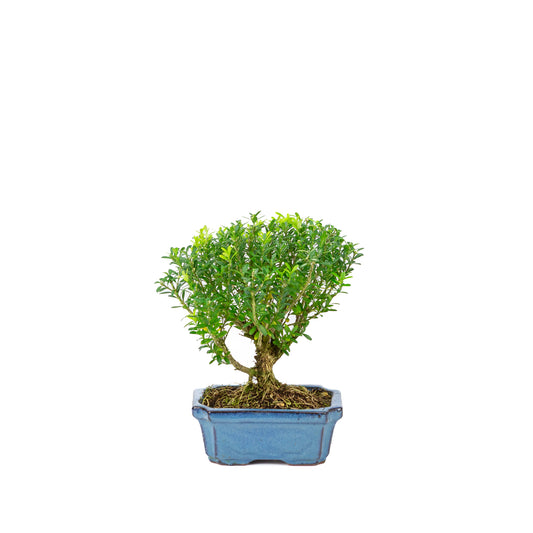 Buxus harlandii broom shape blue pot 15cm, height ~22cm
