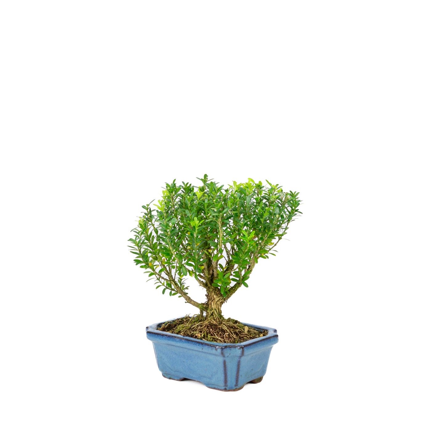 Buxus harlandii broom shape blue pot 15cm, height ~22cm