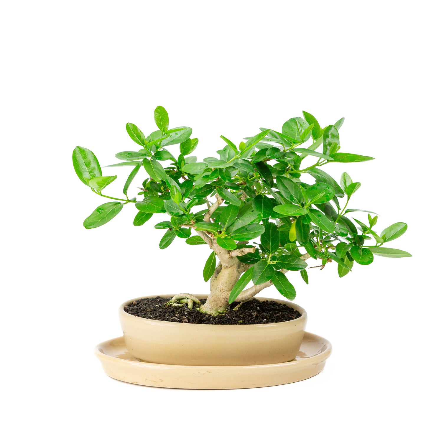 Binnen Bonsai Premna creme ovale pot 22cm, hoogte ~28cm