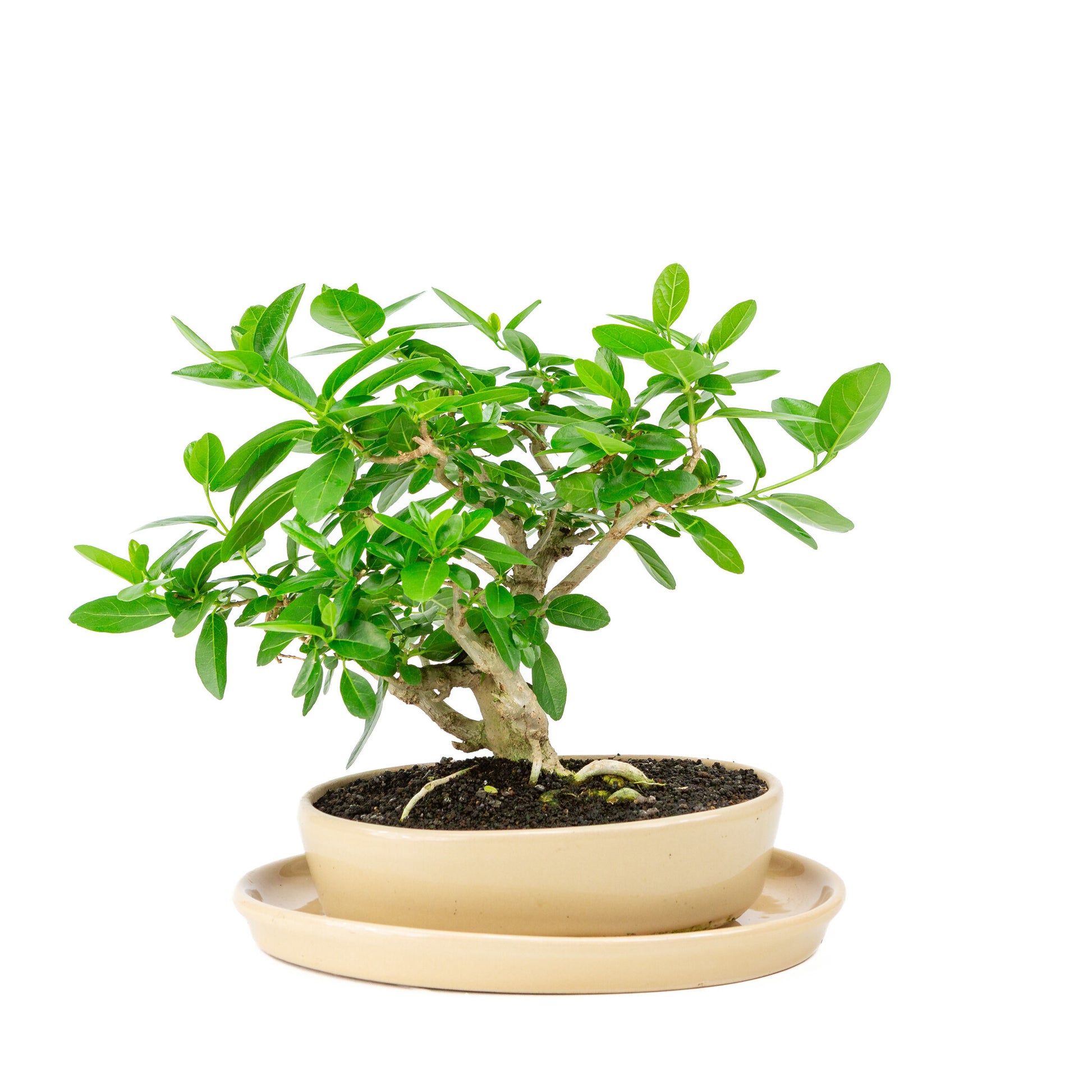 Binnen Bonsai Premna creme ovale pot 22cm, hoogte ~28cm