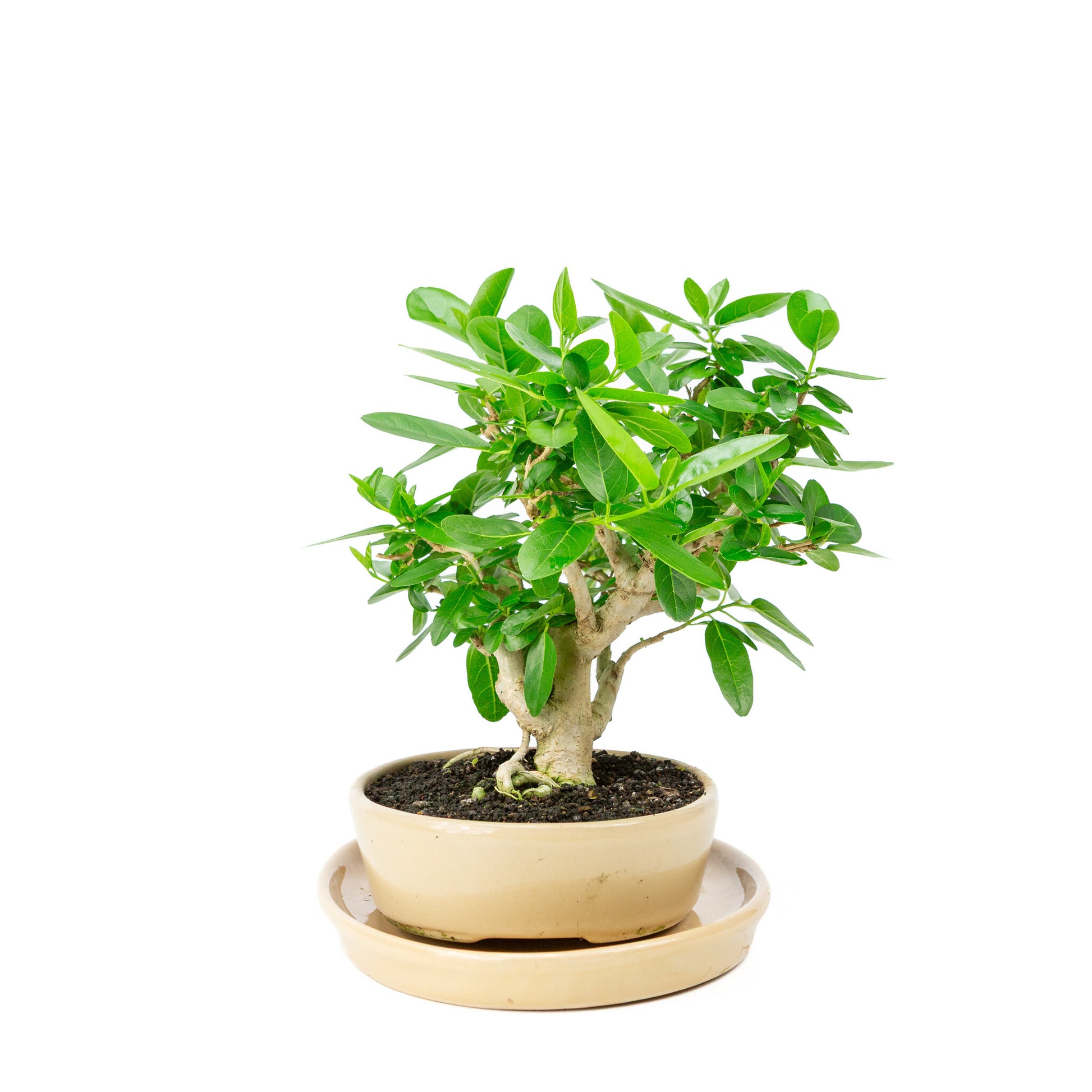 Binnen Bonsai Premna creme ovale pot 22cm, hoogte ~28cm