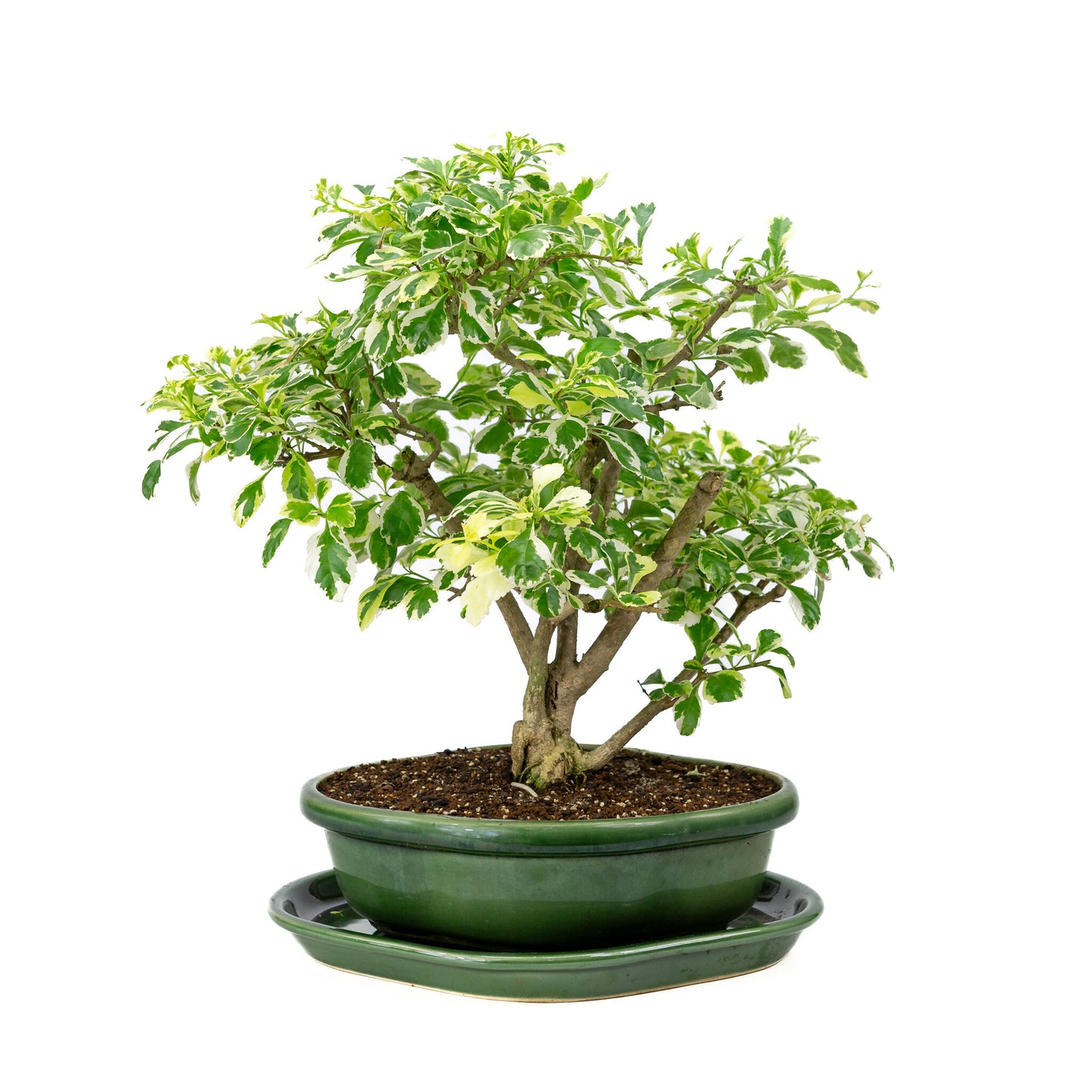Binnen Bonsai Durantha repens variegata groene Mokko pot 26cm, hoogte ~40cm 
