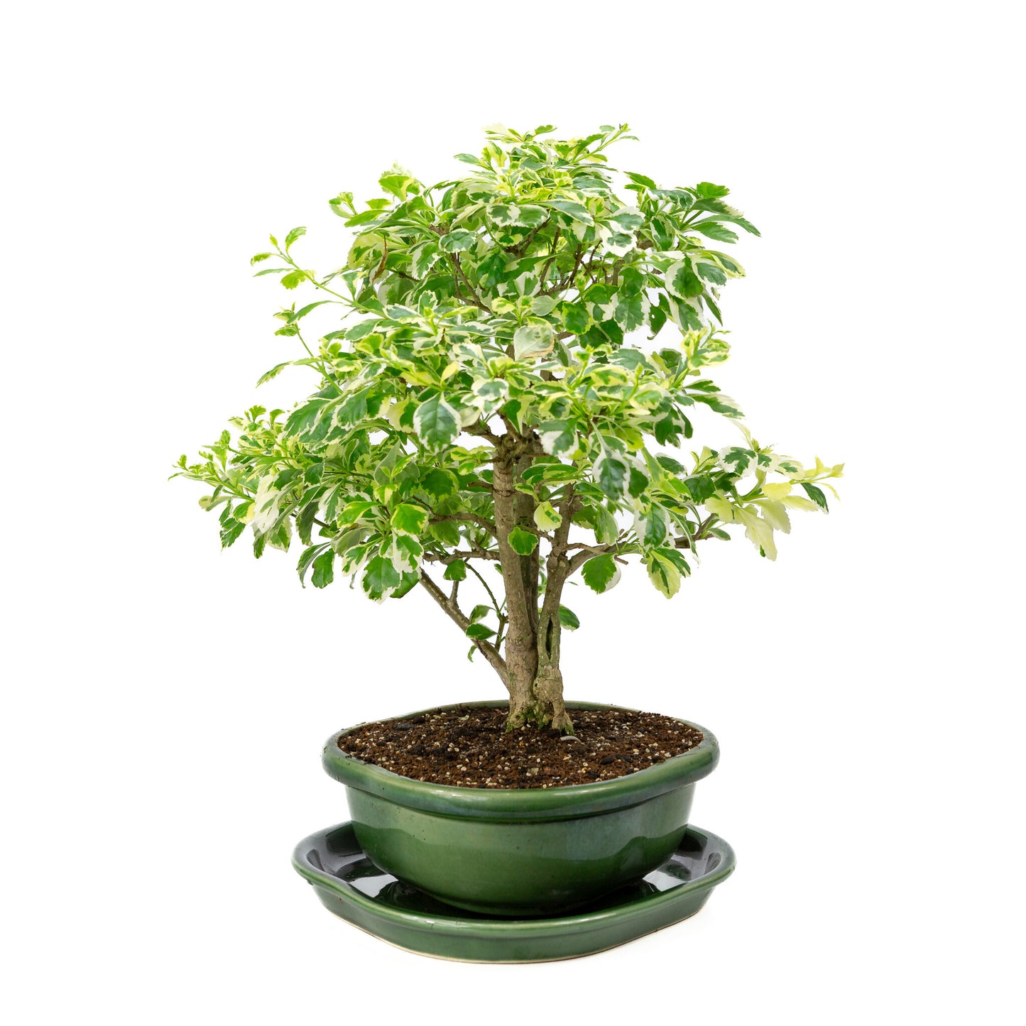 Binnen Bonsai Durantha repens variegata groene Mokko pot 26cm, hoogte ~40cm 