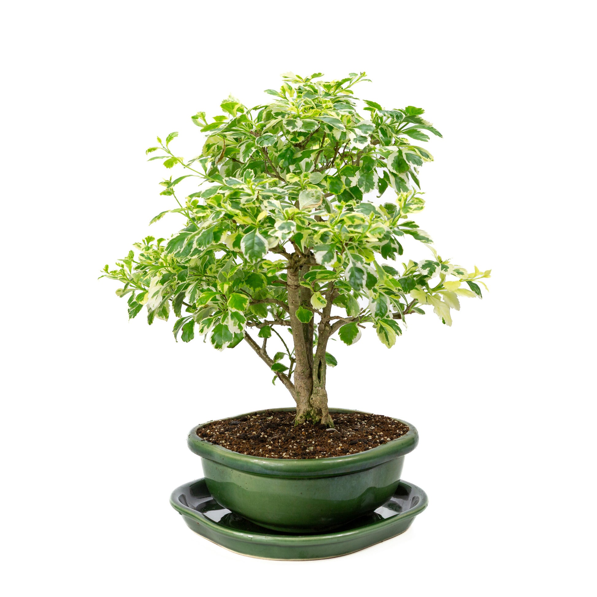 Binnen Bonsai Durantha repens variegata groene Mokko pot 26cm, hoogte ~40cm 