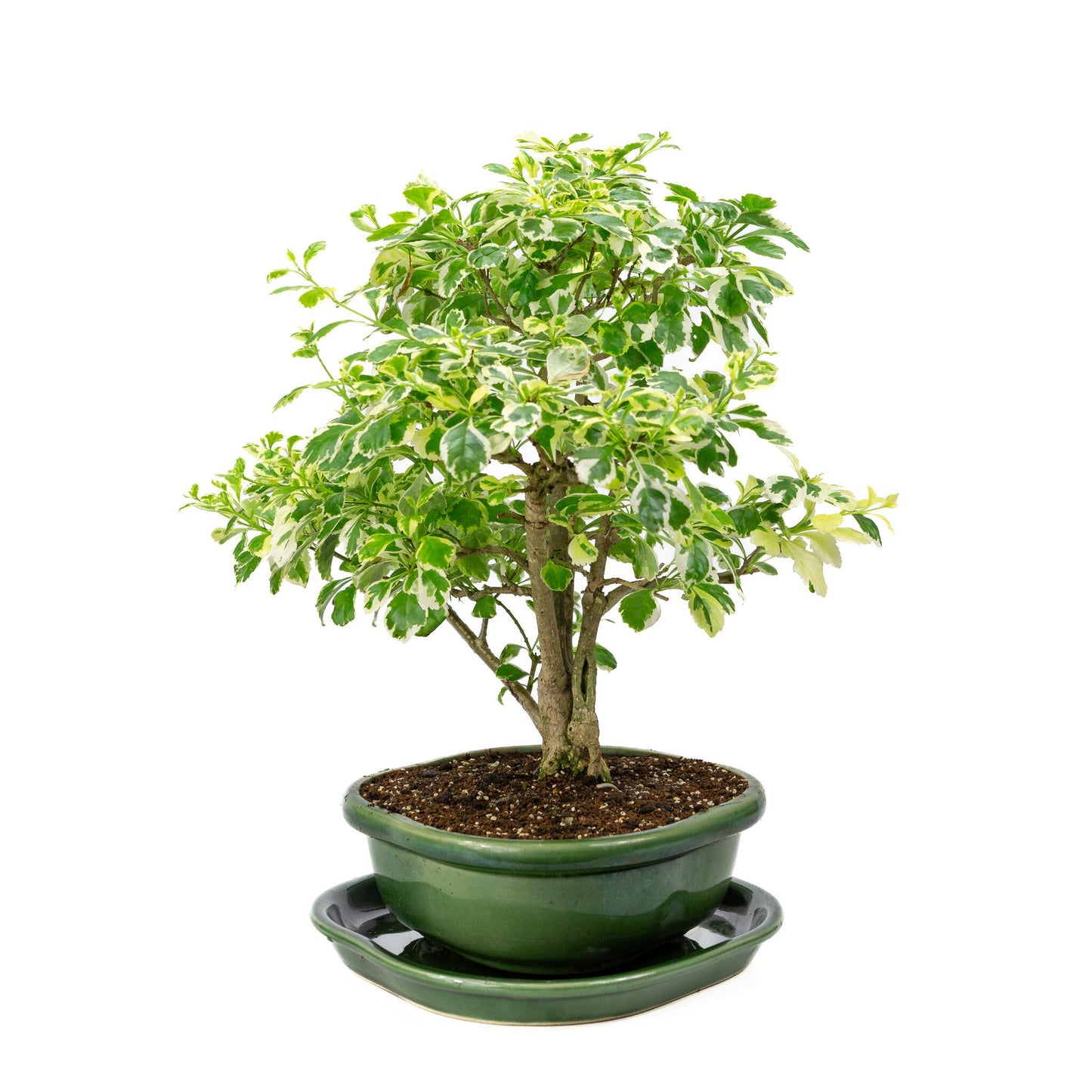 Binnen Bonsai Durantha repens variegata groene Mokko pot 26cm, hoogte ~40cm