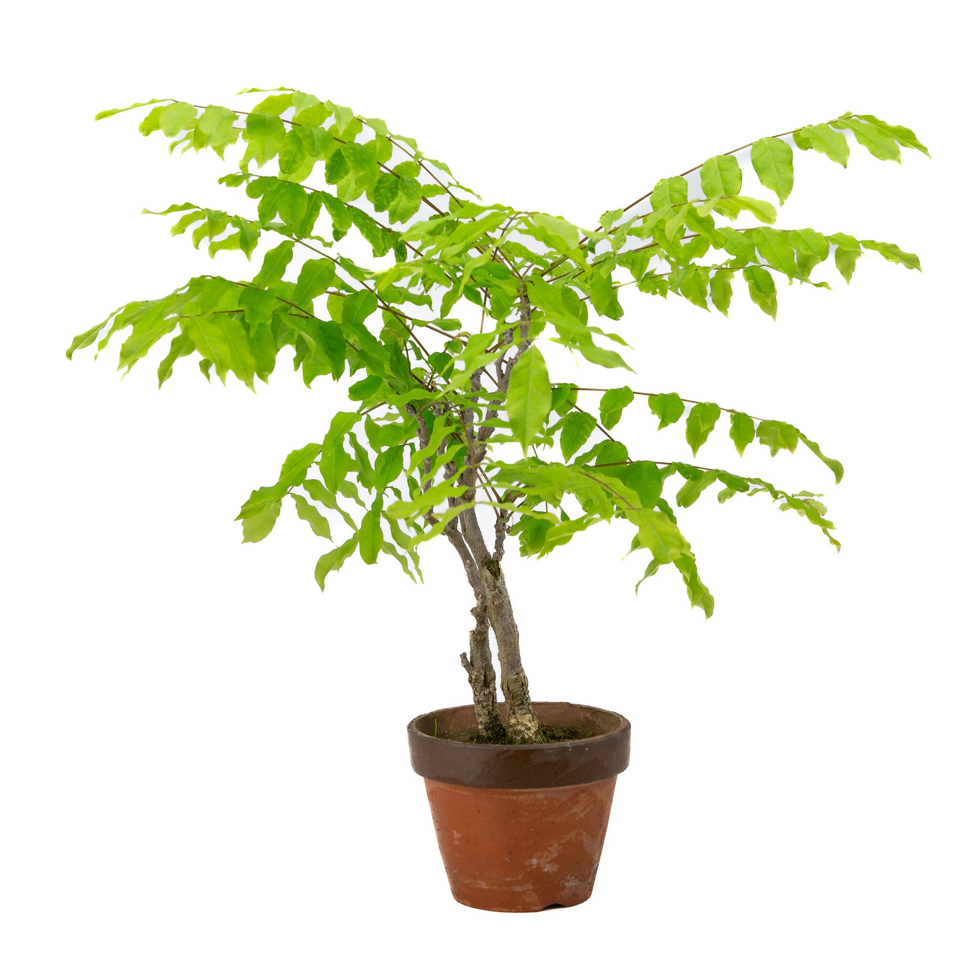 Buiten Bonsai Wisteria floribunda terracotta pot 12cm, hoogte ~44cm 