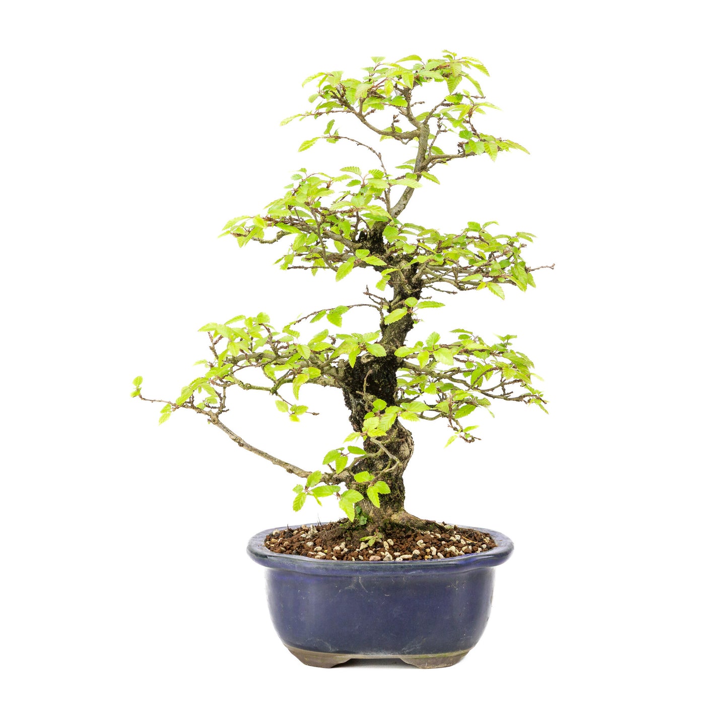 Buiten Bonsai Carpinus turczaninowii blauwe Mokko pot 20cm, hoogte ~48cm