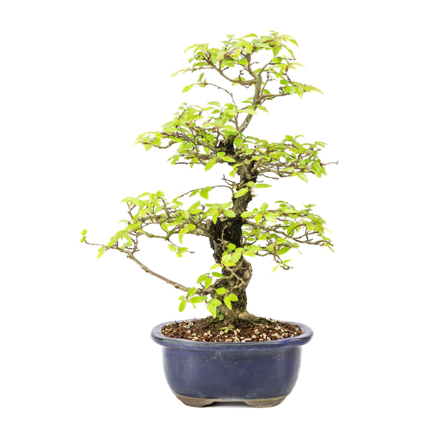 Buiten Bonsai Carpinus turczaninowii blauwe Mokko pot 20cm, hoogte ~48cm
