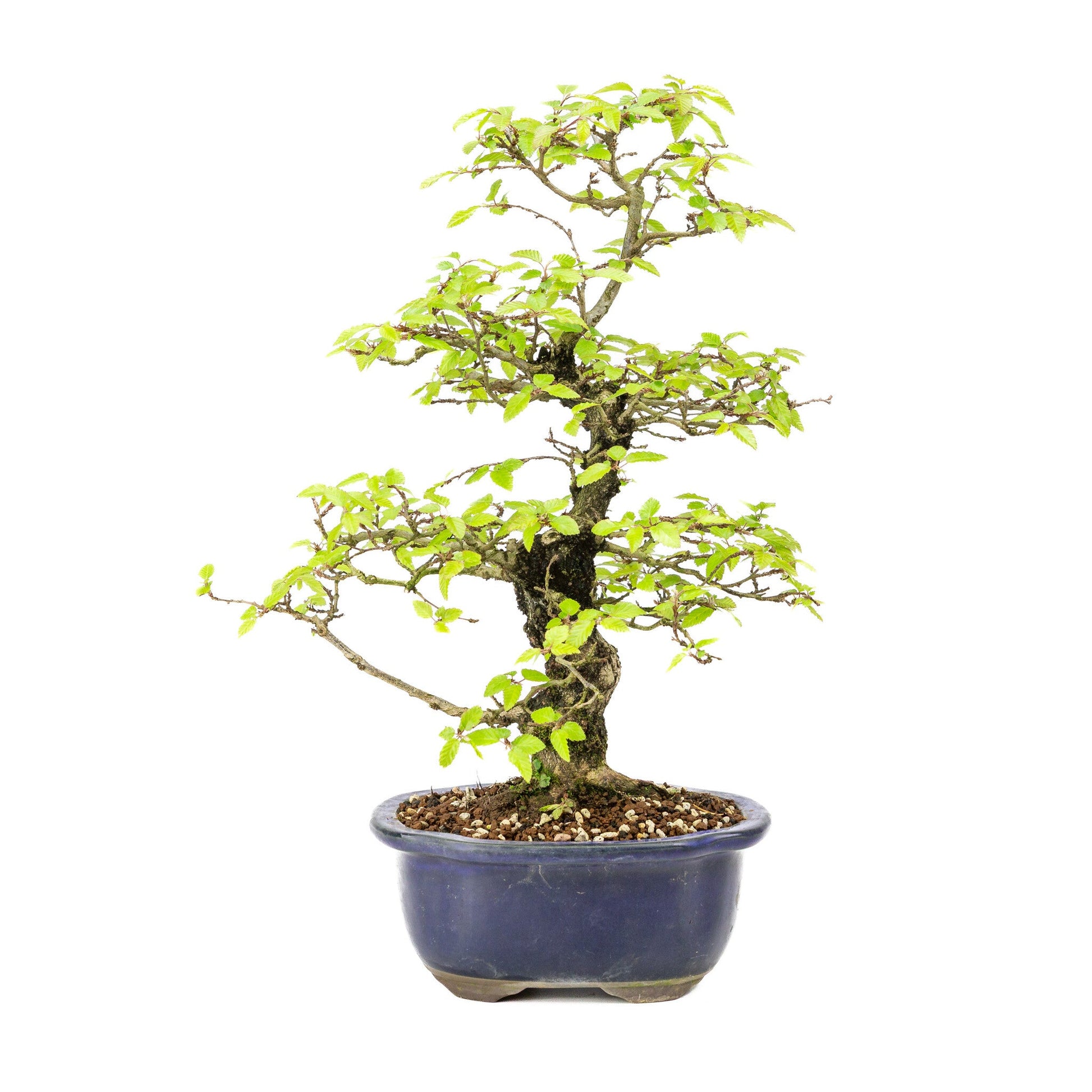 Buiten Bonsai Carpinus turczaninowii blauwe Mokko pot 20cm, hoogte ~48cm