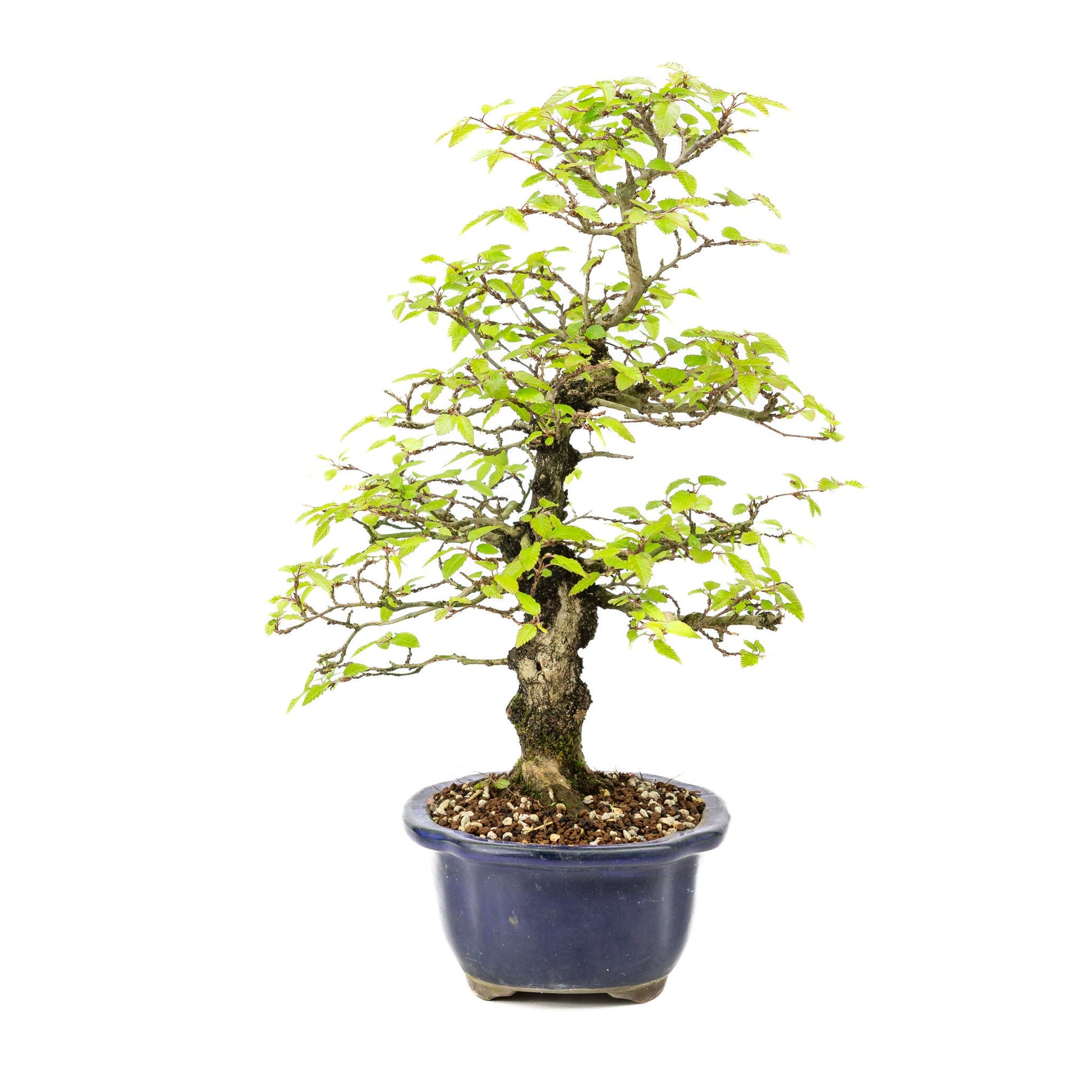 Buiten Bonsai Carpinus turczaninowii blauwe Mokko pot 20cm, hoogte ~48cm