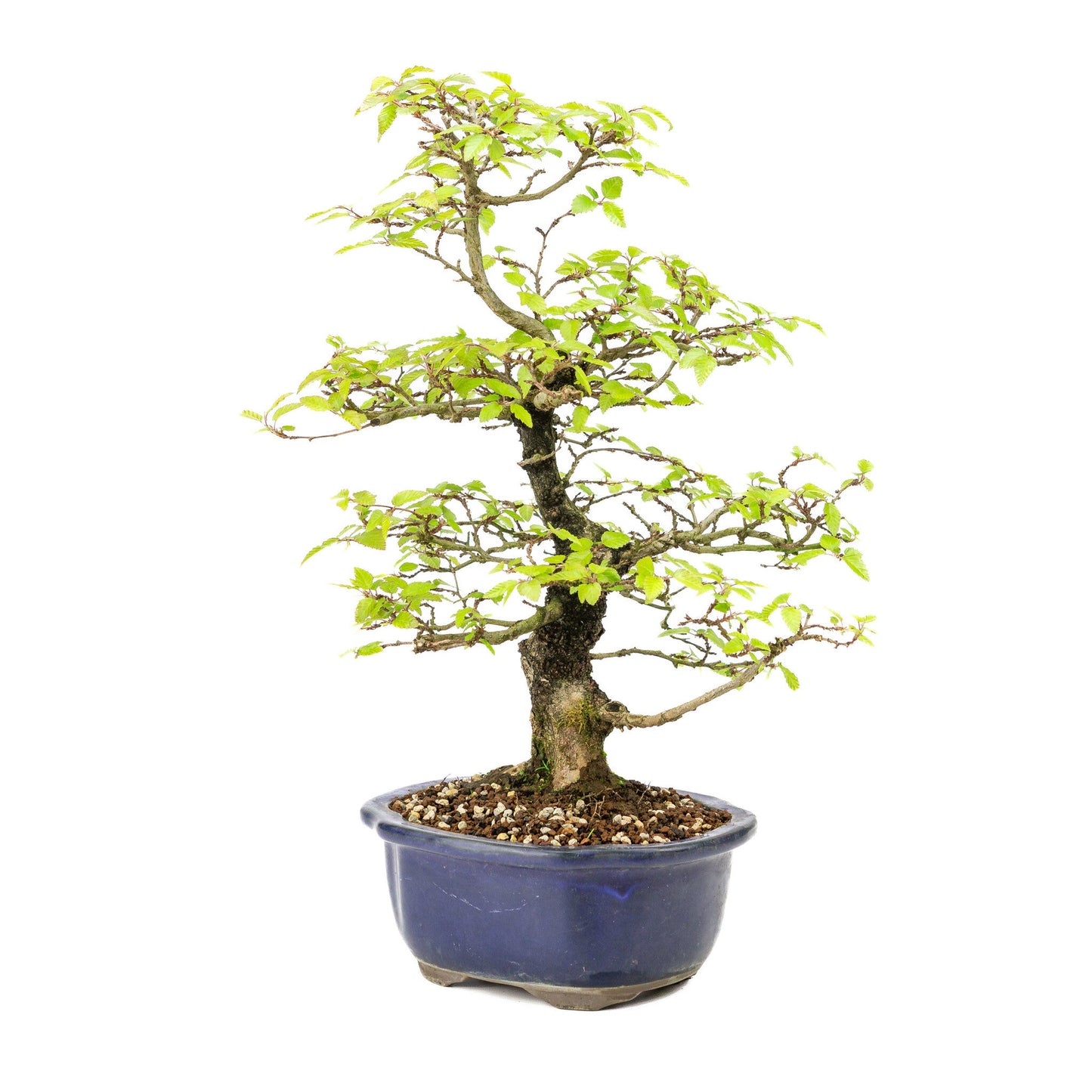Buiten Bonsai Carpinus turczaninowii blauwe Mokko pot 20cm, hoogte ~48cm