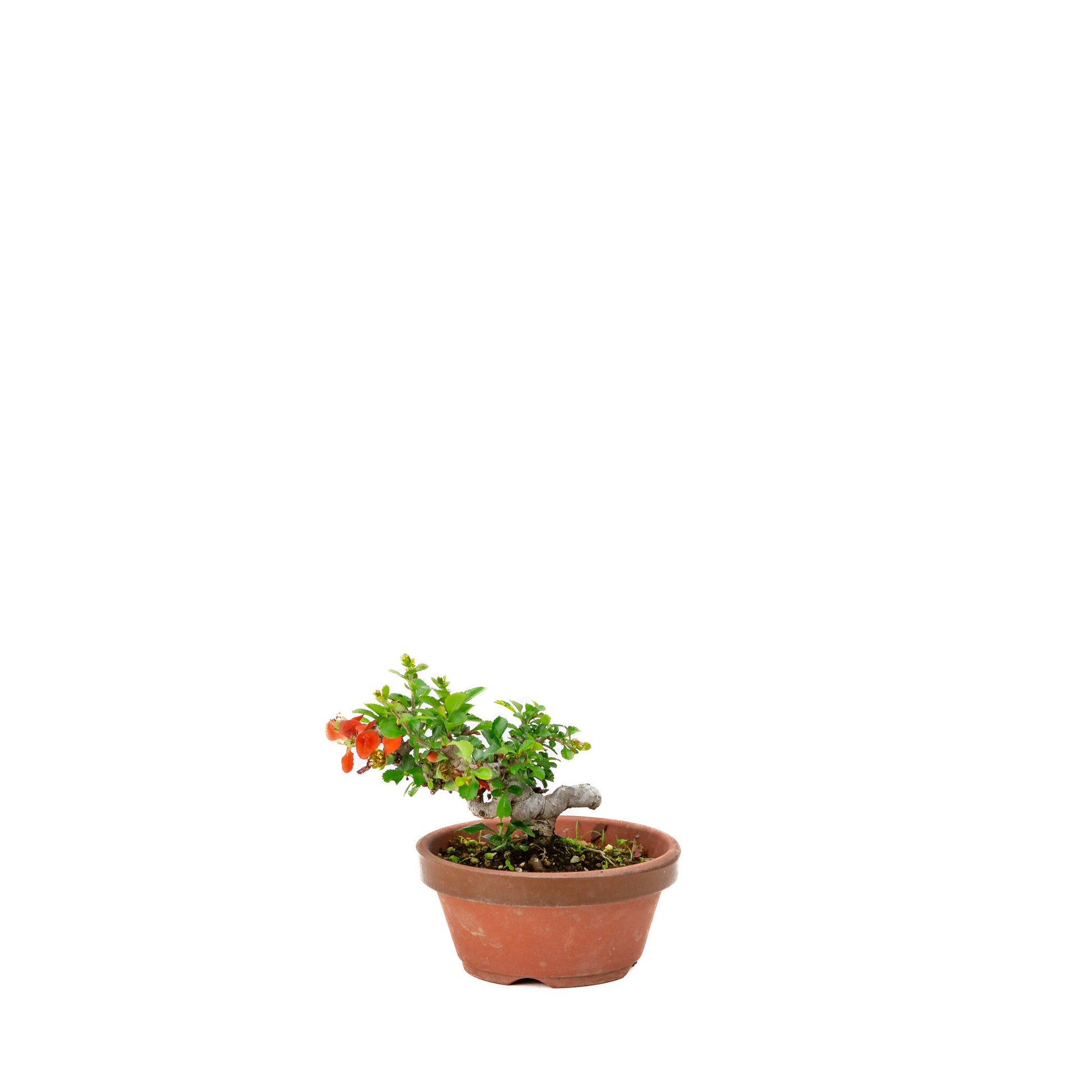 Buiten Shohin Bonsai Chaenomeles speciosa terracotta ronde pot 11cm, hoogte ~12cm
