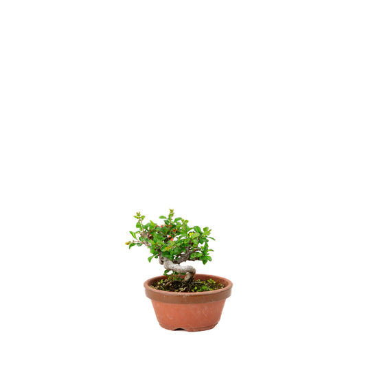 Buiten Shohin Bonsai Chaenomeles speciosa terracotta ronde pot 11cm, hoogte ~12cm