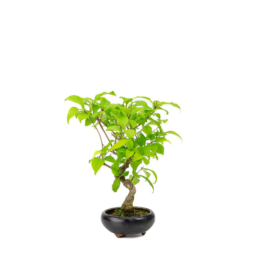 Buiten Bonsai Callicarpa blauwe ronde pot 9cm, hoogte ~25cm