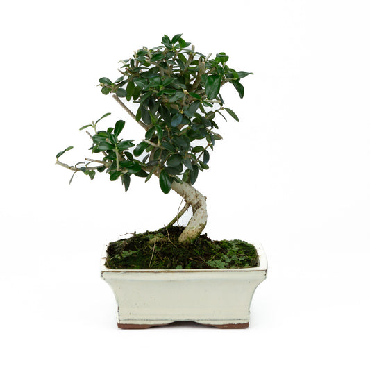 Buiten Bonsai Olea sylvestris creme rechthoekige pot 15cm, hoogte ~28cm