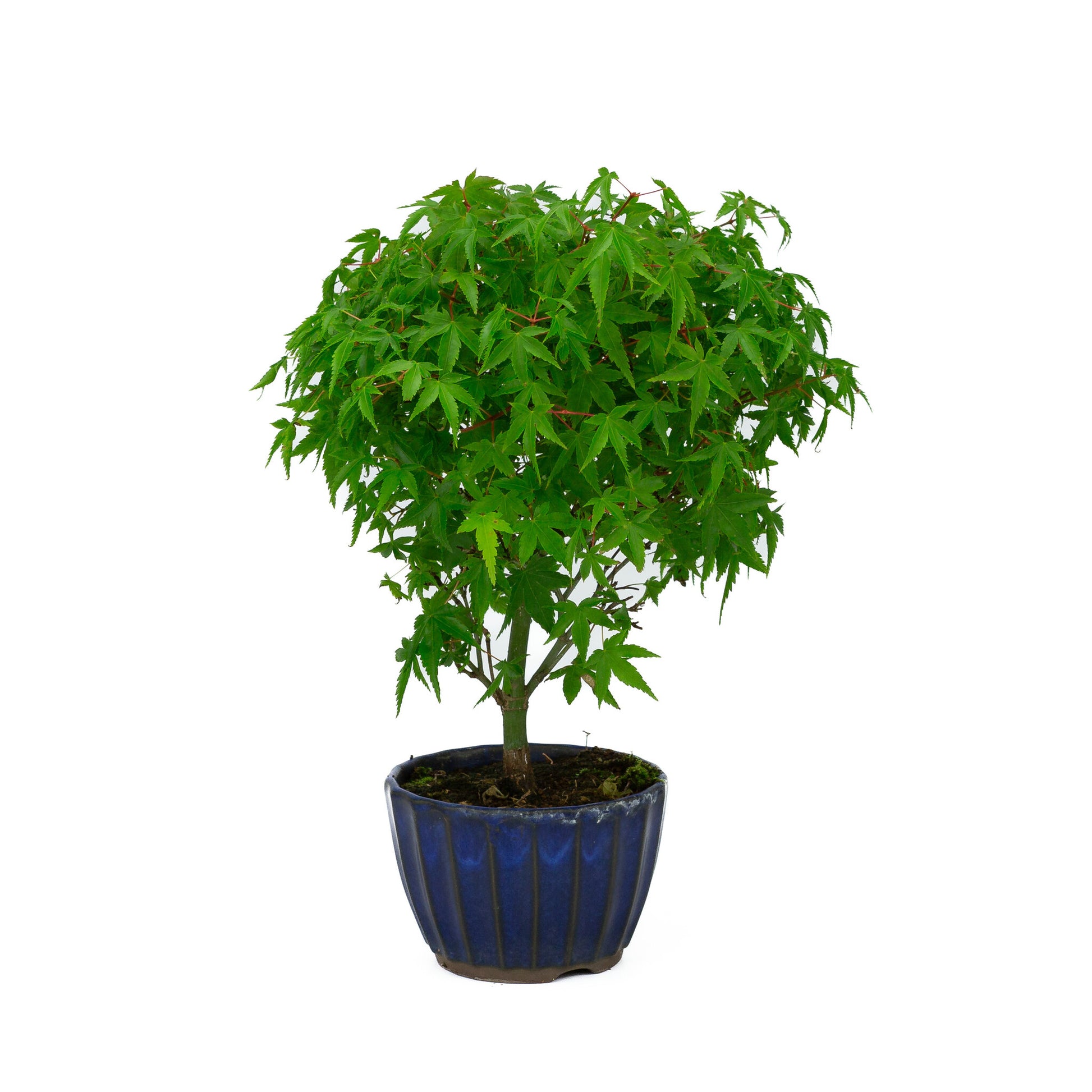 Buiten Bonsai Acer palmatum 'Kiyohime' blauwe ronde pot 10cm, hoogte ~26cm
