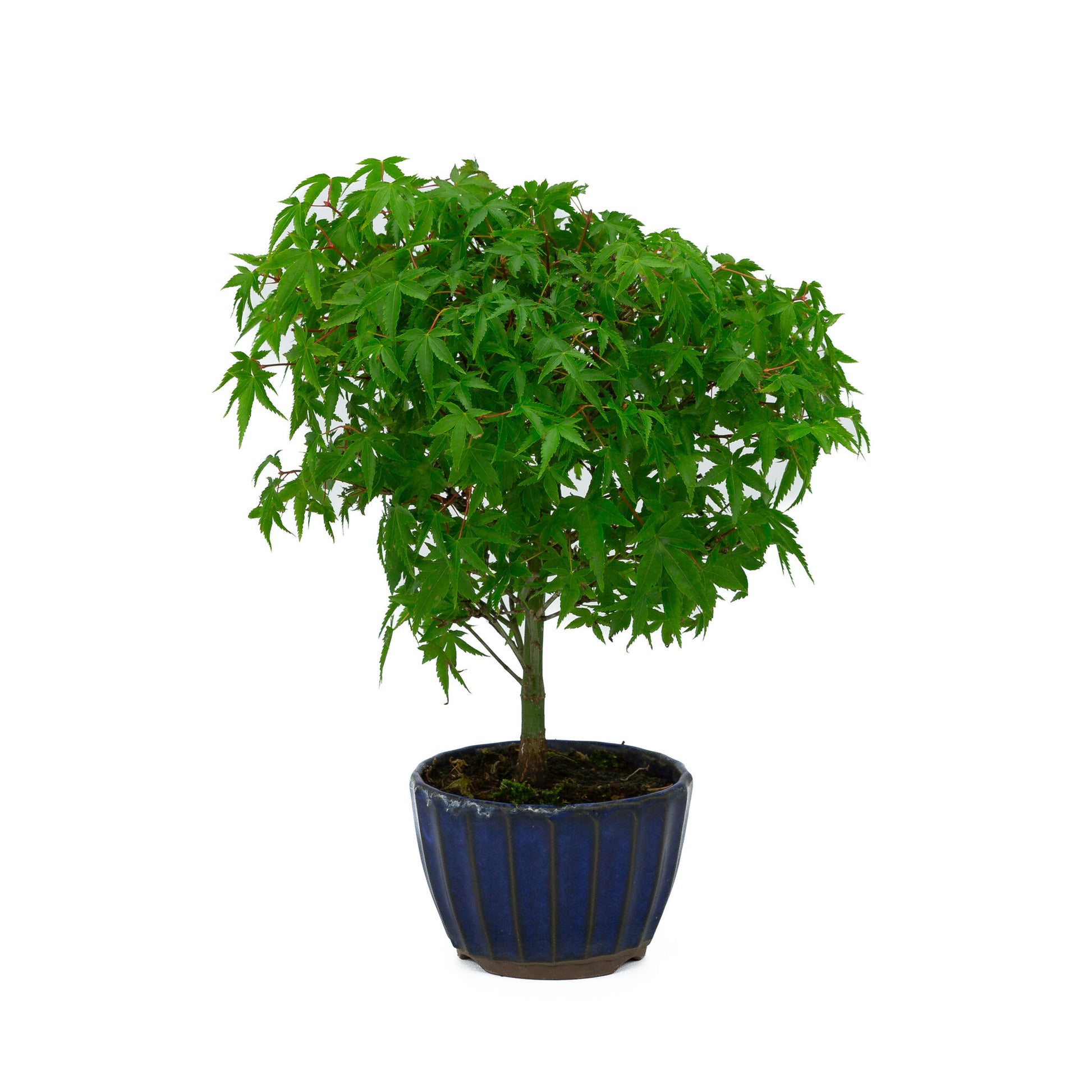 Buiten Bonsai Acer palmatum 'Kiyohime' blauwe ronde pot 10cm, hoogte ~26cm