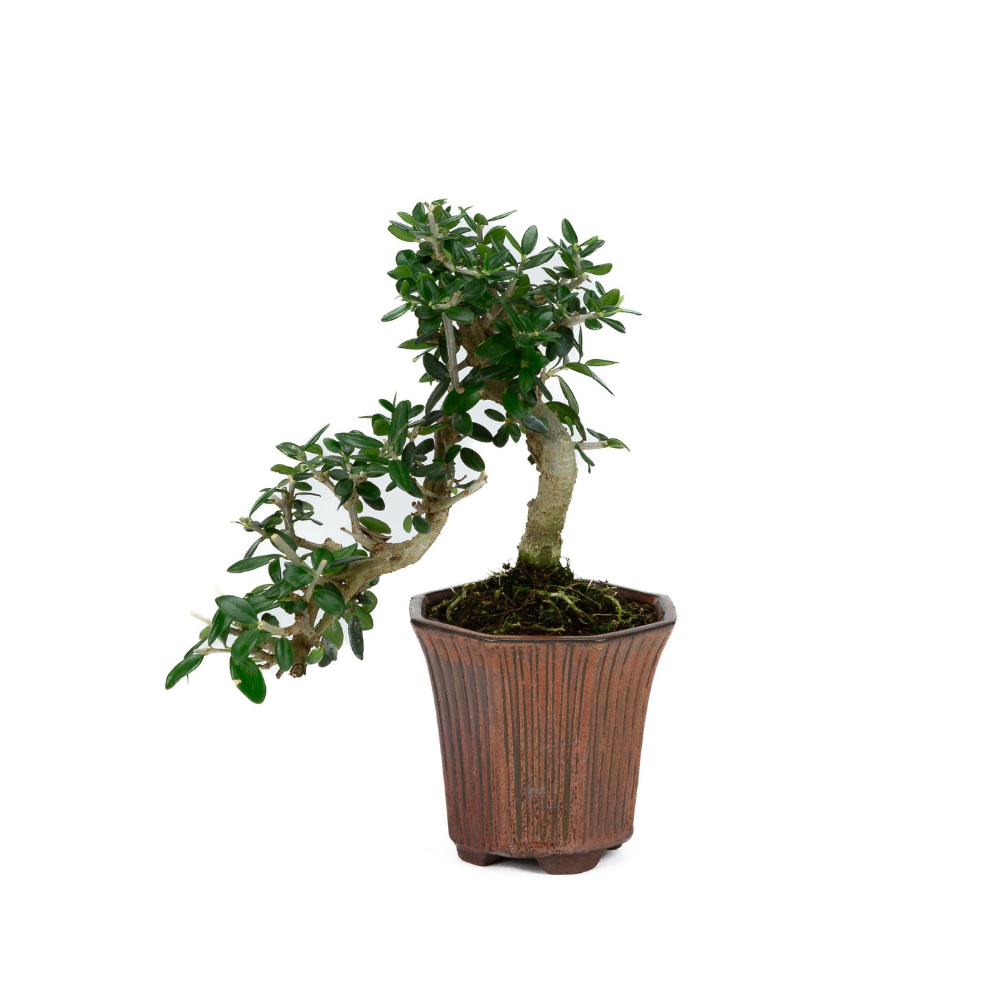 Buiten Bonsai Olea sylvestris brons achthoekig cascade pot 10cm, hoogte ~24cm - Copy