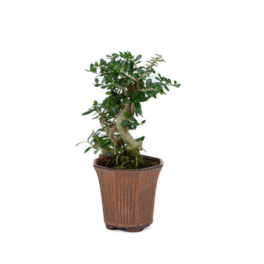 Buiten Bonsai Olea sylvestris brons achthoekig cascade pot 10cm, hoogte ~24cm - Copy