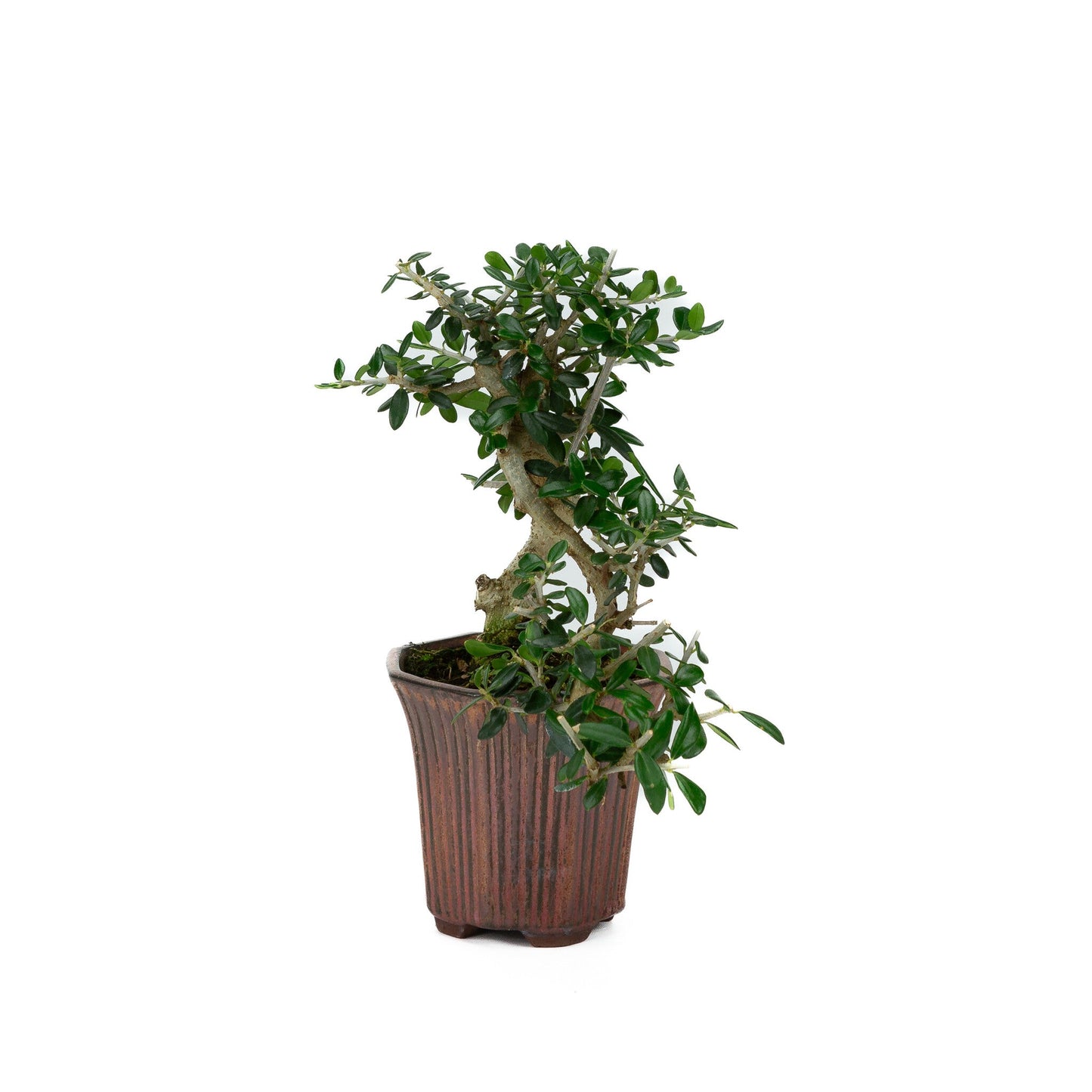 Buiten Bonsai Olea sylvestris brons achthoekig cascade pot 10cm, hoogte ~24cm - Copy