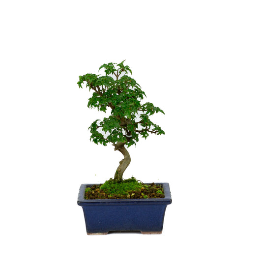 Buiten Shohin Bonsai Acer buergerianum blauwe rechthoekige pot 13cm, hoogte ~24cm