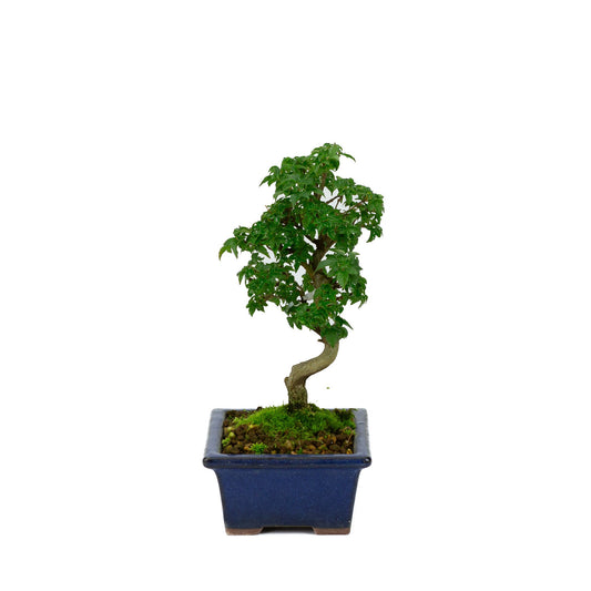 Buiten Shohin Bonsai Acer buergerianum blauwe rechthoekige pot 13cm, hoogte ~24cm