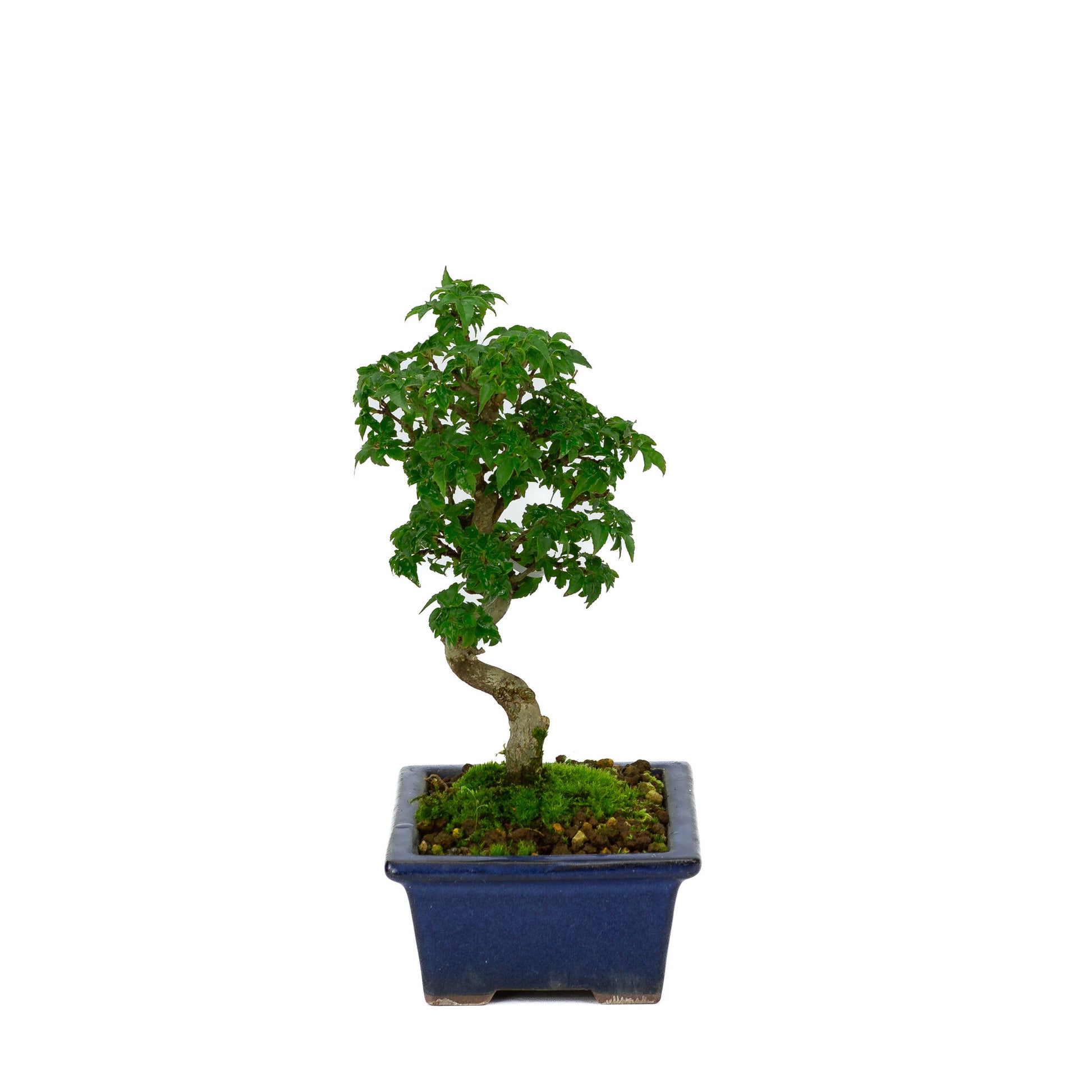 Buiten Shohin Bonsai Acer buergerianum blauwe rechthoekige pot 13cm, hoogte ~24cm