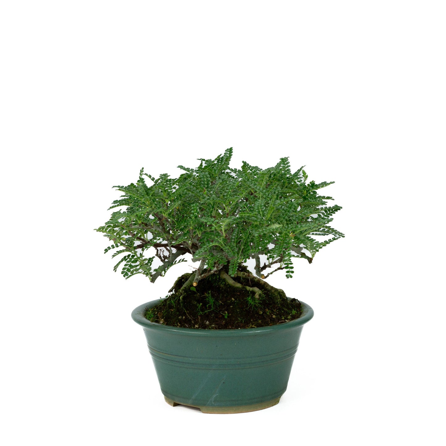Outdoor Bonsai Osteomeles anthyllidifolia yellow round pot 22cm, height ~26cm