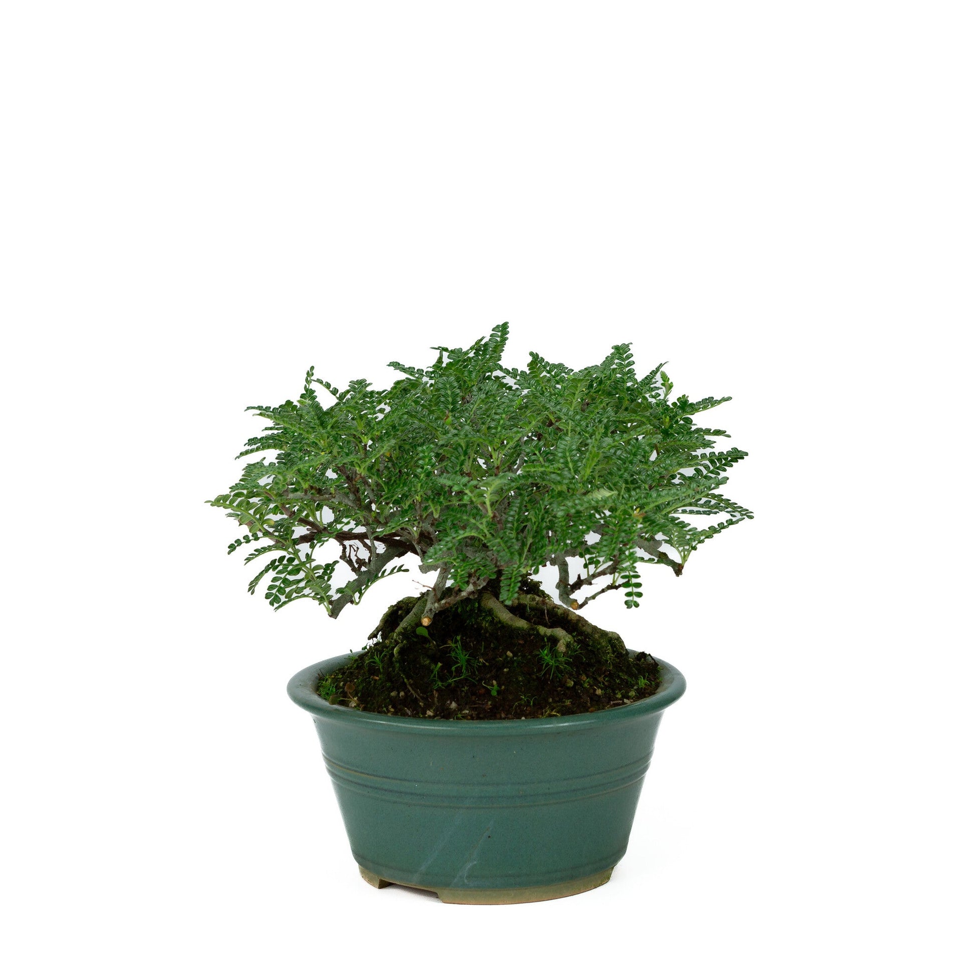 Outdoor Bonsai Osteomeles anthyllidifolia yellow round pot 22cm, height ~26cm