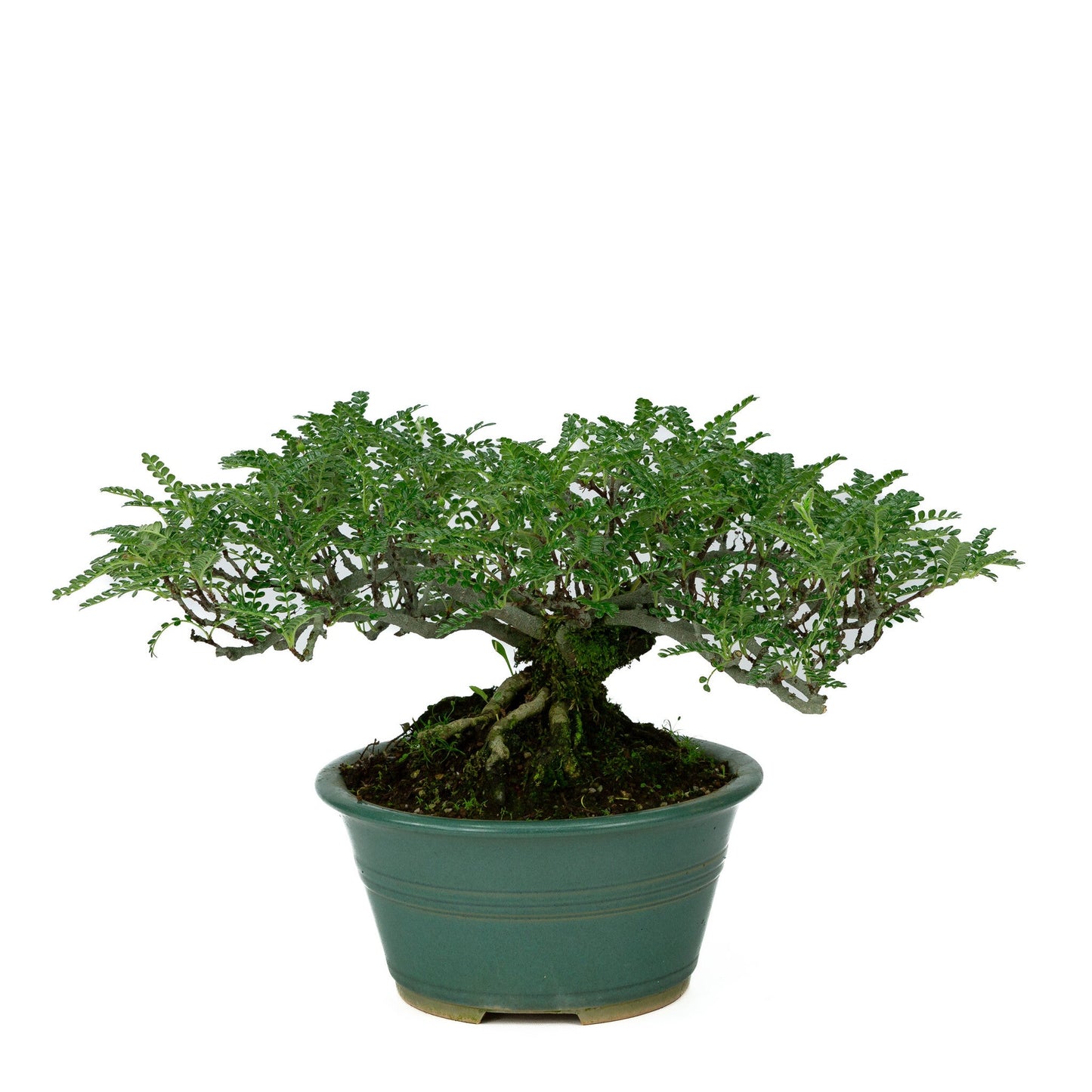 Outdoor Bonsai Osteomeles anthyllidifolia yellow round pot 22cm, height ~26cm