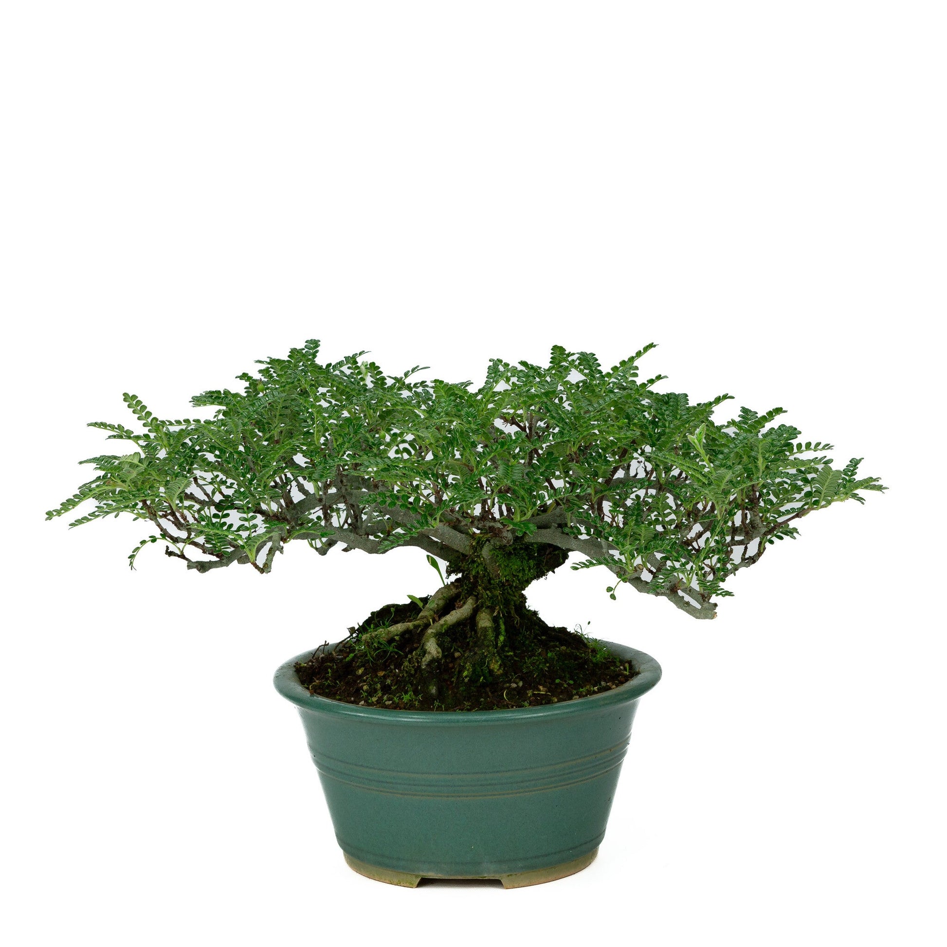 Outdoor Bonsai Osteomeles anthyllidifolia yellow round pot 22cm, height ~26cm