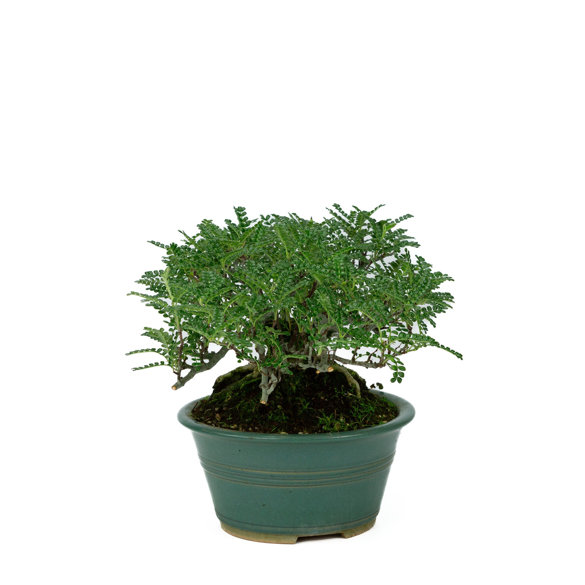 Buiten Bonsai Osteomeles anthyllidifolia gele ronde pot 22cm, hoogte ~26cm