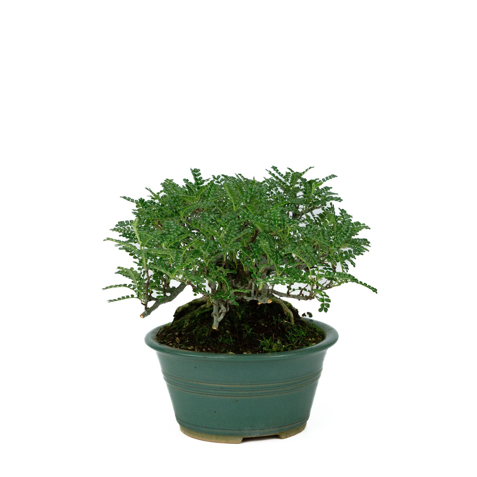 Outdoor Bonsai Osteomeles anthyllidifolia yellow round pot 22cm, height ~26cm