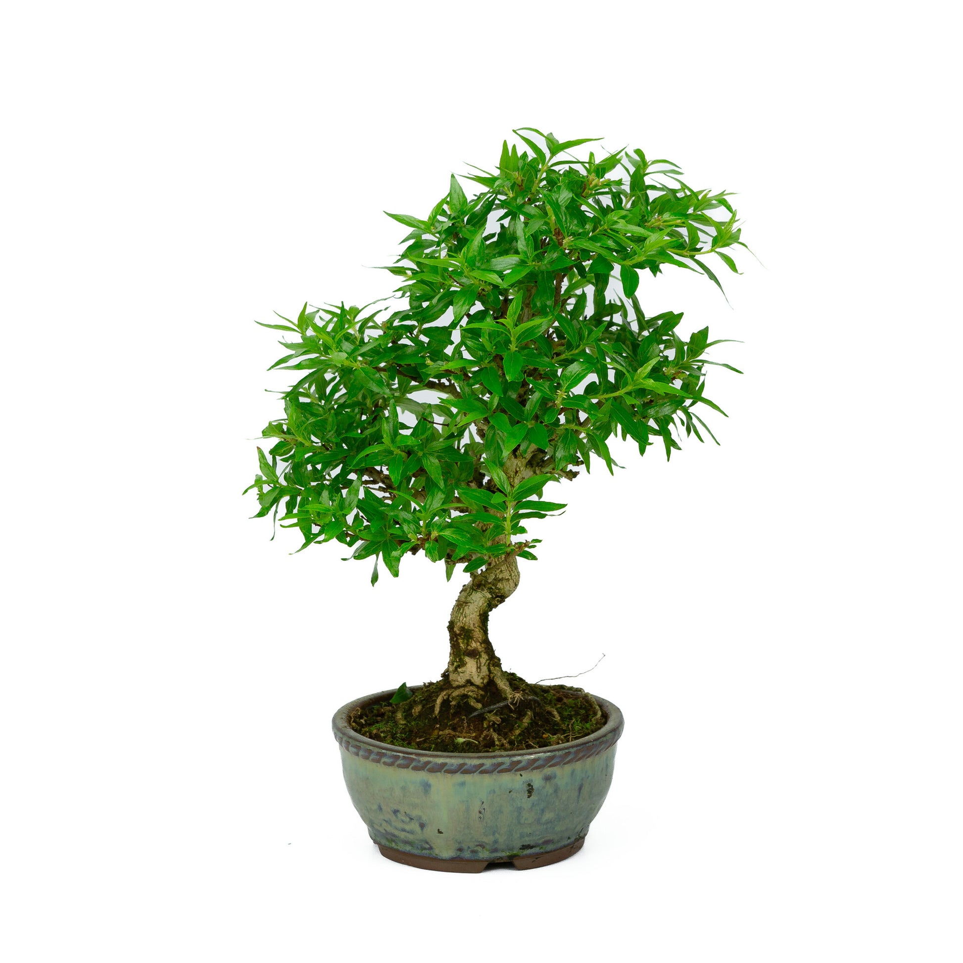 Buiten Bonsai Asplenium blauwe ronde pot 13cm, hoogte ~30cm 
