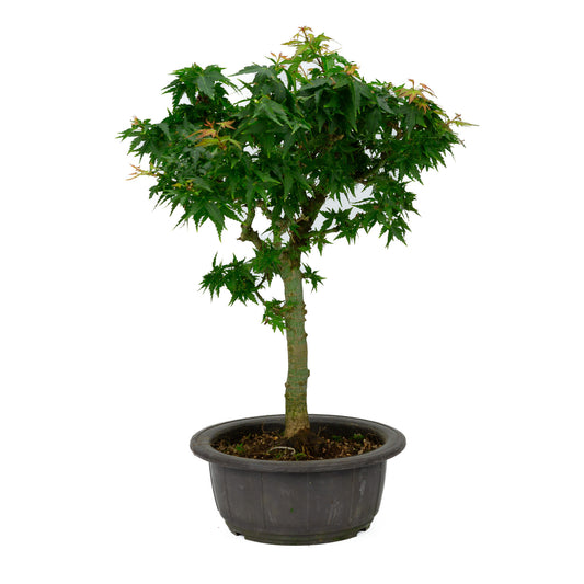 Buiten Bonsai Acer palmatum 'Kotohime' plastic pot 18cm , hoogte ~ 43cm