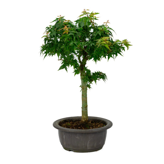 Buiten Bonsai Acer palmatum 'Kotohime' plastic pot 18cm , hoogte ~ 43cm