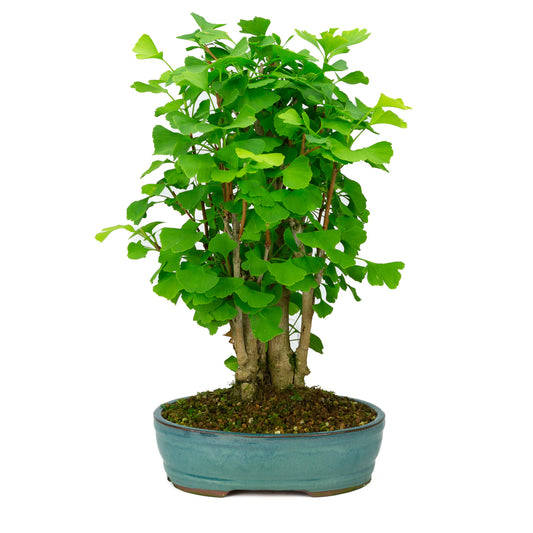 Buiten Bonsai Ginkgo biloba groene ovale pot 27cm, hoogte ~51cm