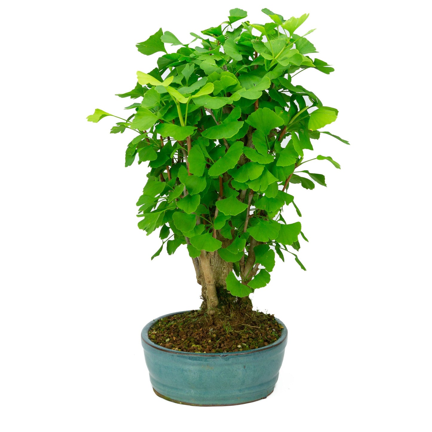 Outdoor Bonsai Ginkgo biloba green oval pot 27cm, height ~51cm