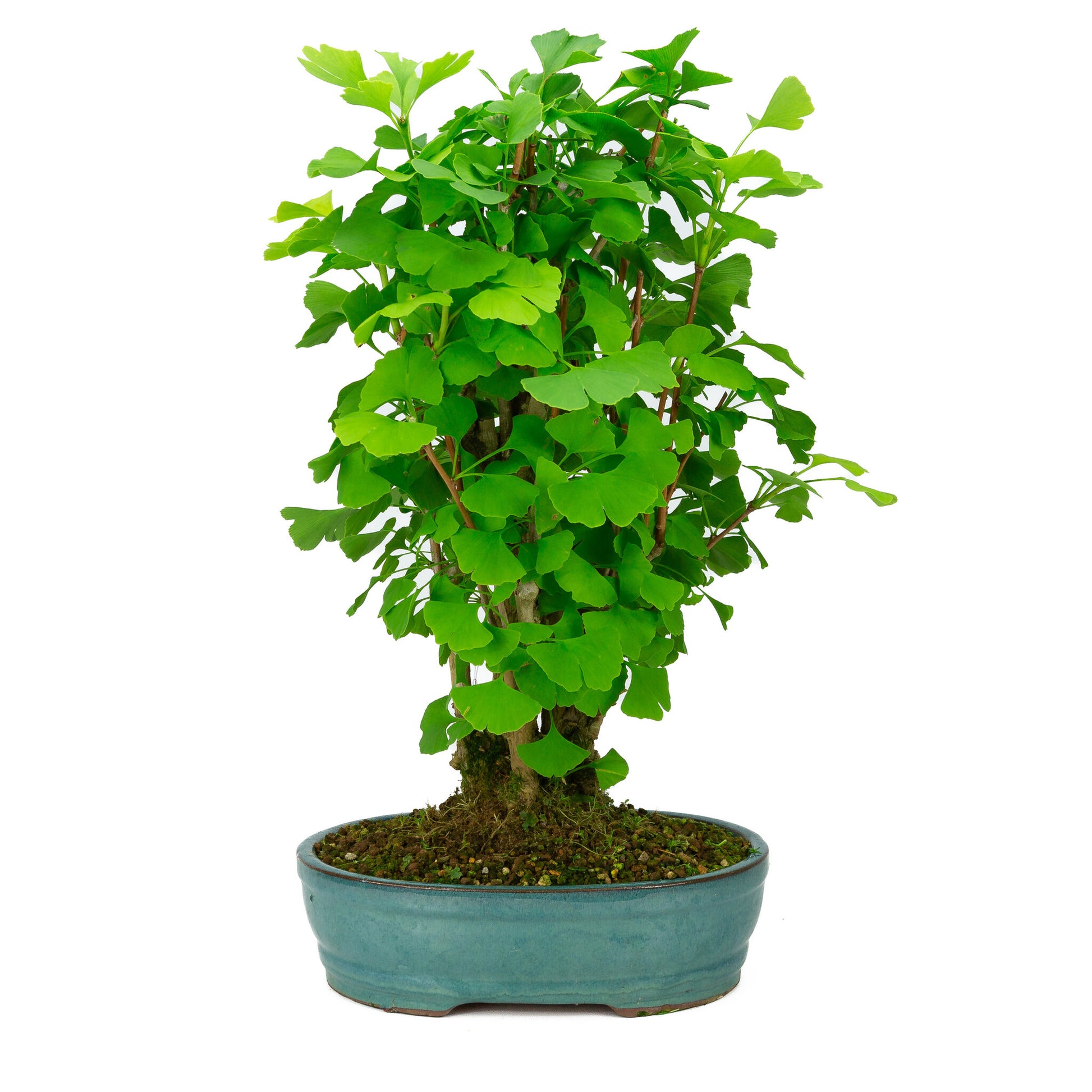 Buiten Bonsai Ginkgo biloba groene ovale pot 27cm, hoogte ~51cm