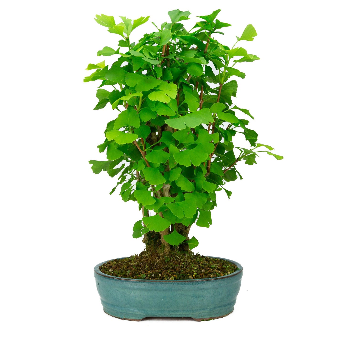 Outdoor Bonsai Ginkgo biloba green oval pot 27cm, height ~51cm
