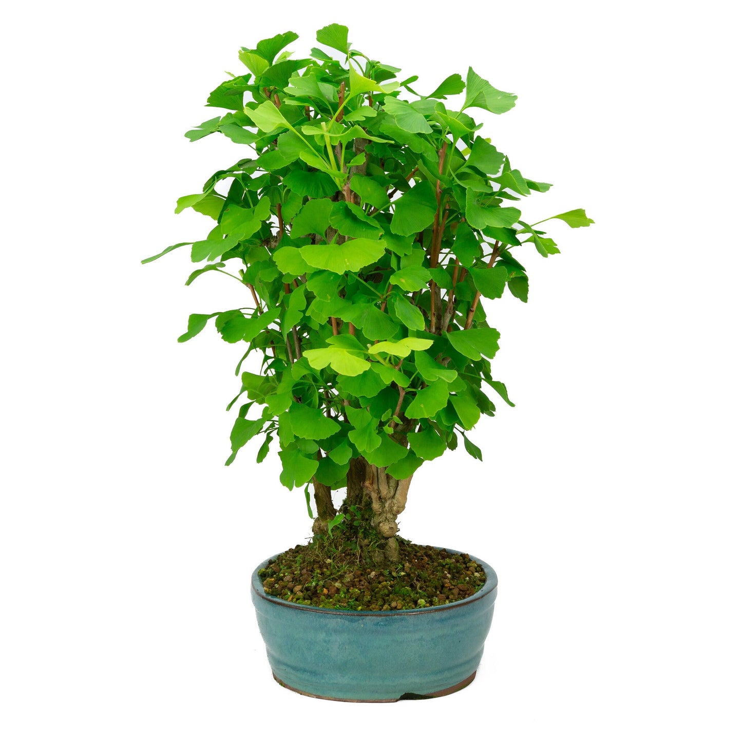 Outdoor Bonsai Ginkgo biloba green oval pot 27cm, height ~51cm