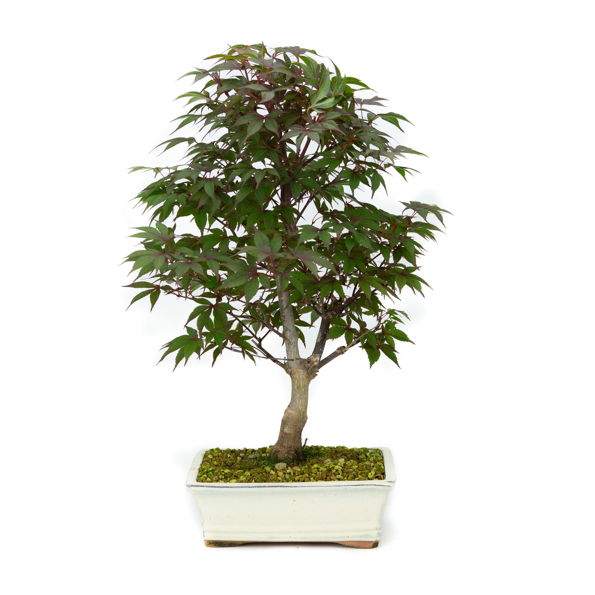 Buiten Bonsai Acer palmatum Deshojo creme rechthoekige pot 21cm, hoogte ~52cm