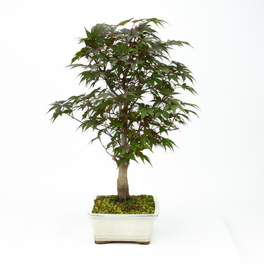 Buiten Bonsai Acer palmatum Deshojo creme rechthoekige pot 21cm, hoogte ~52cm